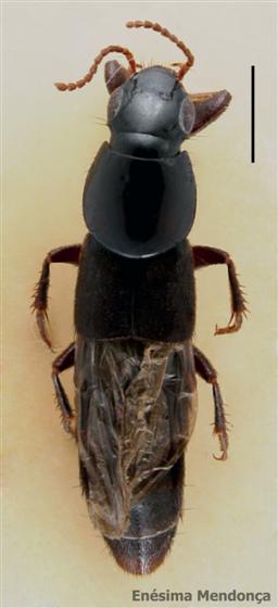 Quedius curtipennis Bernhauer, 1908